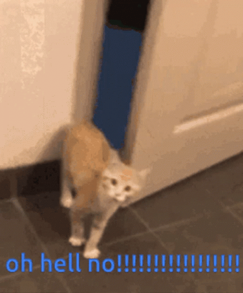 Cat Closing Door Oh Hell No GIF