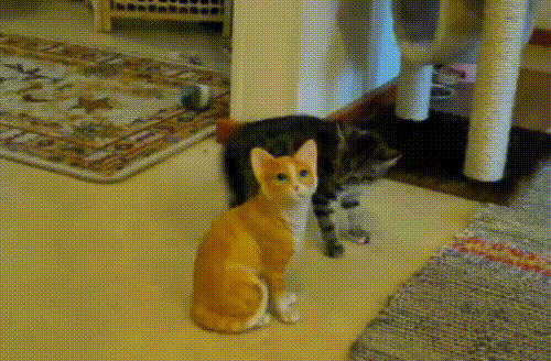 Cat Come At Me Bro GIF