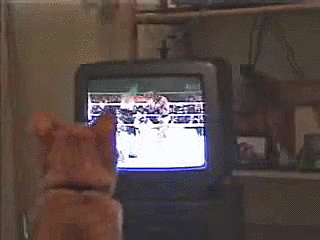Cat Copying Boxing Match GIF