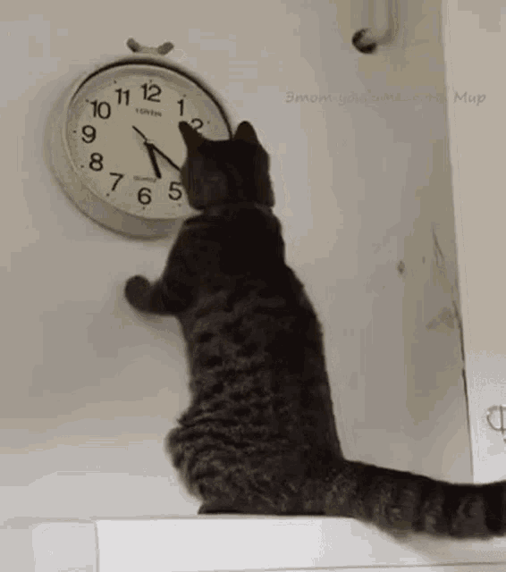 Cat Countdown Moving Hour Hand GIF