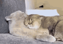 Cat Couple Cuddle GIF