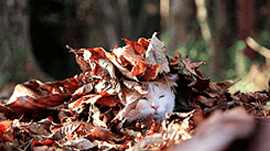 Cat Covered In Fall Leaves GIF
