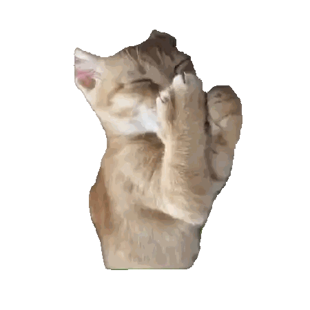 Cat Covering Face With Paws Lying Down