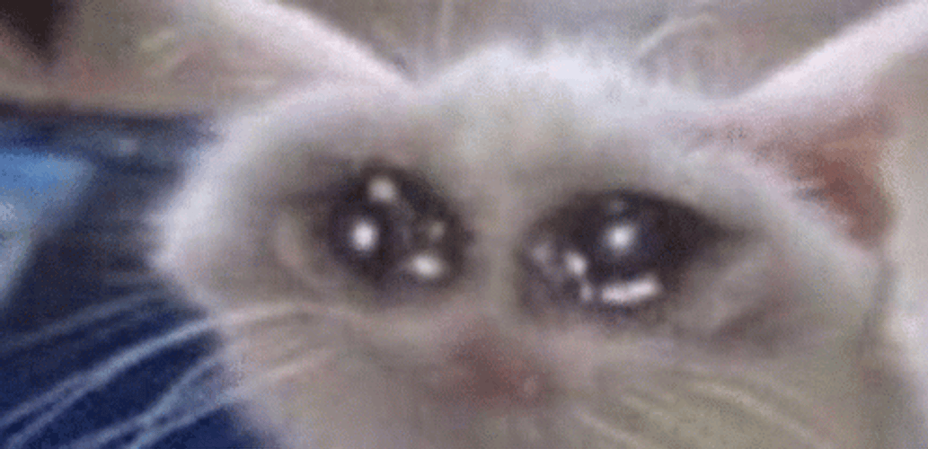 Cute Animated Sad Cat Crying GIF GIFDB