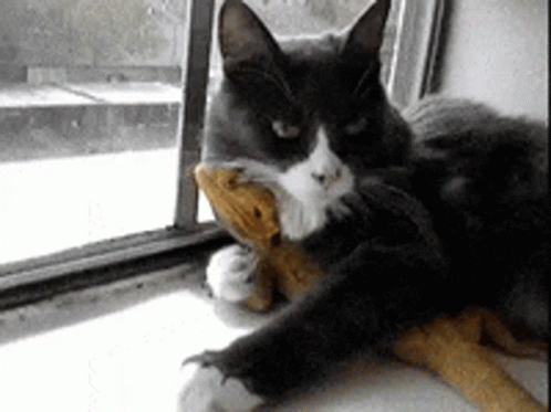 Cat Cuddles Bearded Dragon GIF
