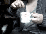 Cat Curious Of A Tea Bag GIF