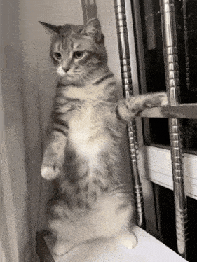 Cat Cute Cat Gif GIF