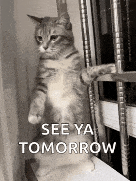 Cat Cute Cat Gif GIF