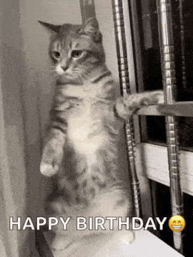 Cat Cute Cat Gif GIF