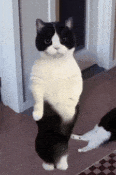 Cat Dance Arabic Gif GIF