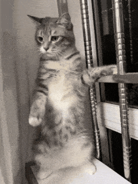 Cat Dance Clubbing Gif GIF
