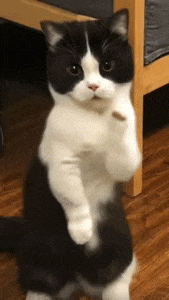 Cat Dance Dancing Cat Gif GIF