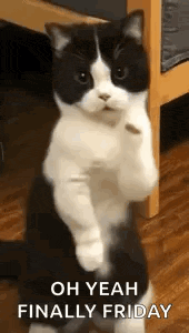 Cat Dance Dancing Cat Gif GIF