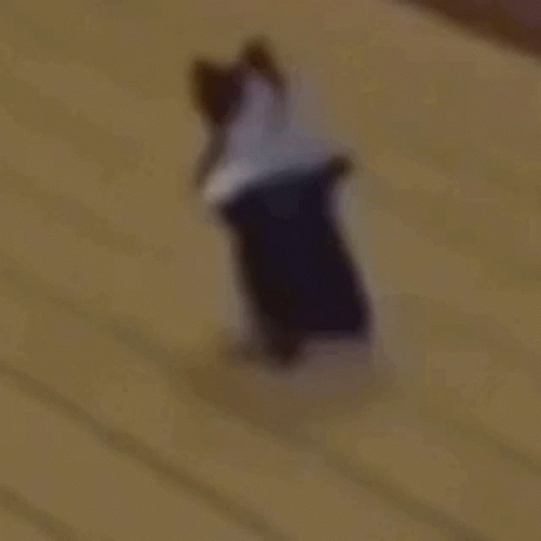 Cat Dance GIF