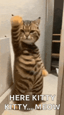 Cat Dance Slow Dance Gif GIF