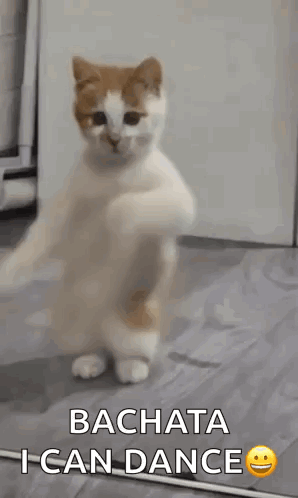 Cat Dancing Bachata I Can Dance