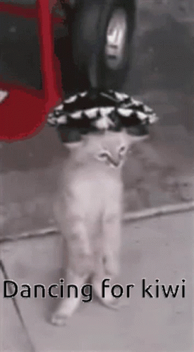 Cat Dancing for Kiwi with Hat