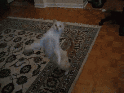 Cat Dancing Funny Jump Carpet GIF