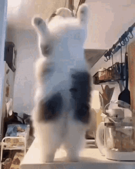 Cat Dancing Funny Jump Kitchen GIF