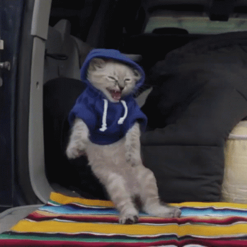 Cats Dance GIF - Cats Dance Fun - Discover & Share GIFs