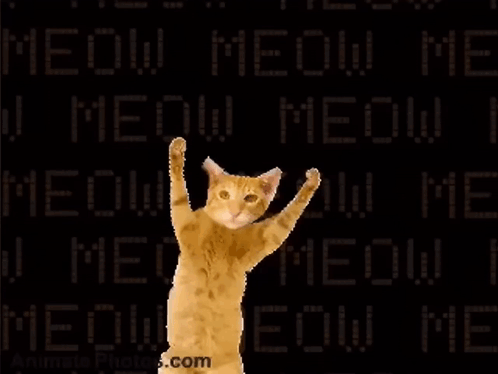 Cat Dancing in Front of Meow Meow Meow Screen