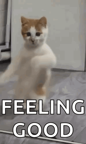 Cat Dancing in Front of Mirror Feeling Good
