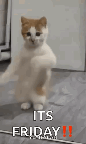 Cat Dancing On Hind Legs In Kitchen GIF