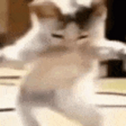 Cat Dancing on Table