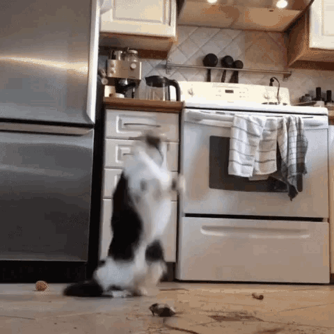 Cat Dancing Queen Funny Moves Mouse Kitchen GIF