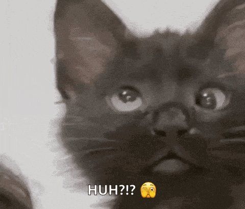 Cat Deaf Gif GIF