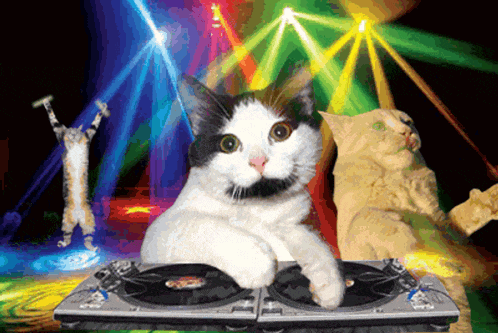 Cat Dj And Disco Dancing Cats 2011 2012 Gif GIF