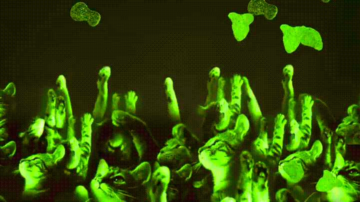 Cat Dj Put Your Hands Up GIF