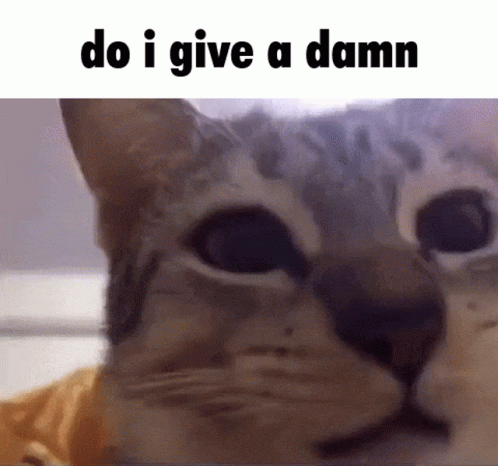 Cat Do I Give A Damn Meme GIF