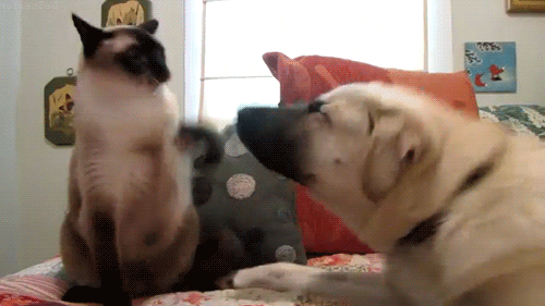 Cat Dog Fight Lunge GIF