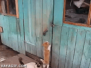 Cat-dog Teamwork Hurry Up Entering House GIF