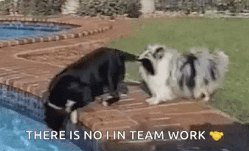 Cat Dog There's No I In Team Work GIF