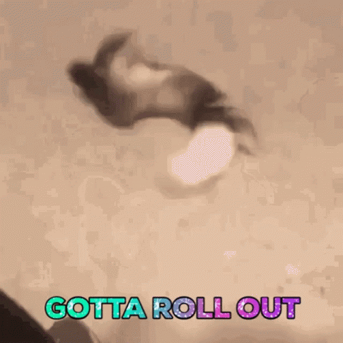 Cat Doing Handstand With Gotta Roll Out GIF