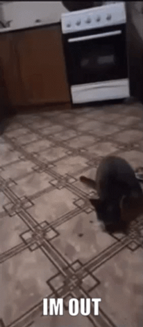 Cat Doing I'm Out Gesture GIF