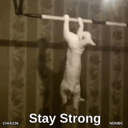 Cat Doing Pull Up Strong Core GIF