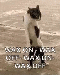Cat Doing Wax On Wax Off GIF