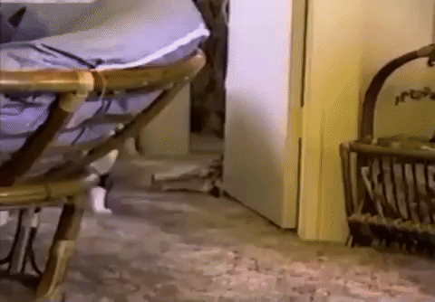Cat Dragging Owner By The Hair GIF