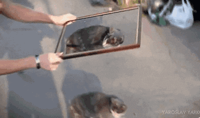 Cat Drawing Illusion GIF