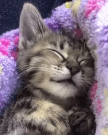 Cat Dreaming Eating GIF