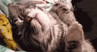 Cat Dreaming Moving Hands GIF