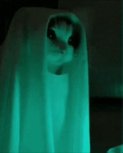 Cat Dressed As A Funny Ghost GIF