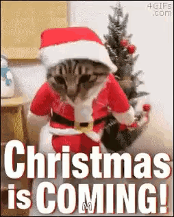 Cat Dressed in Santa Suit Sitting in Front of Christmas Tree