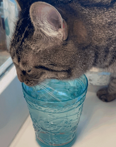 Cat Drinking from Blue Patterned Glass