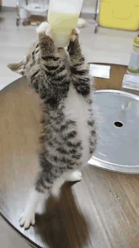 Cat Drinking From Bottle on Table