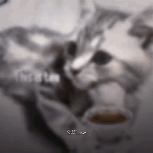 Cat Drinking From Cup