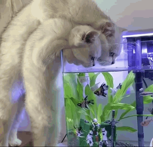 Cat Drinking In Aquarium GIF
